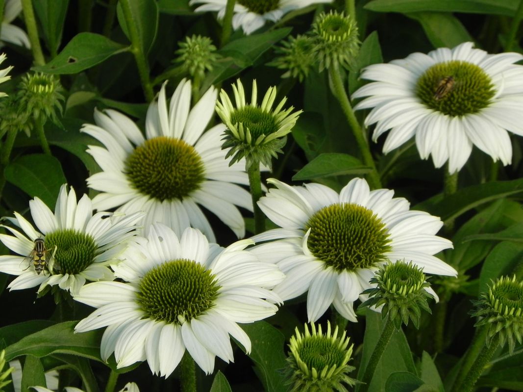 Echinacea x ‘Kismet White’