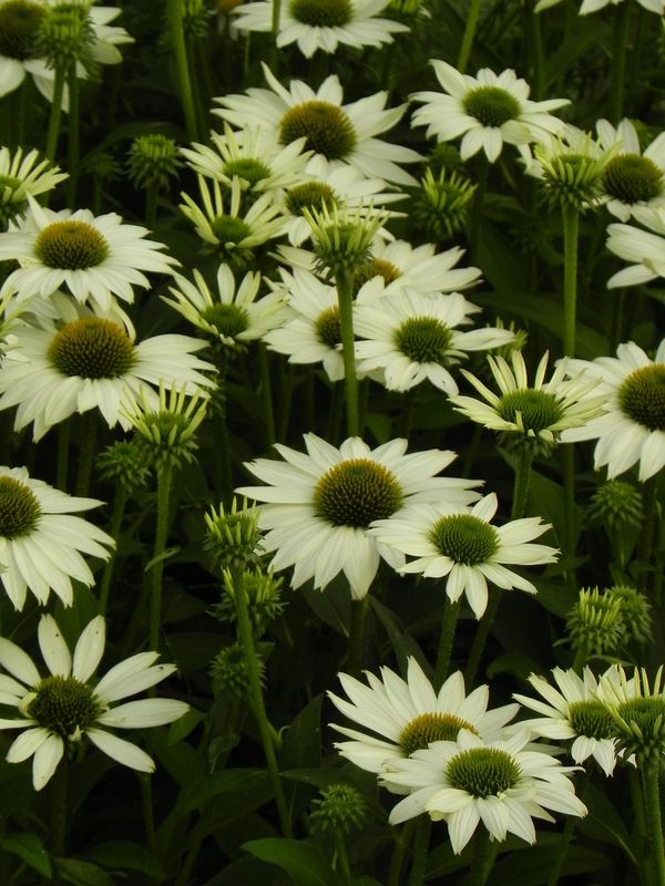 Echinacea x ‘Kismet White’