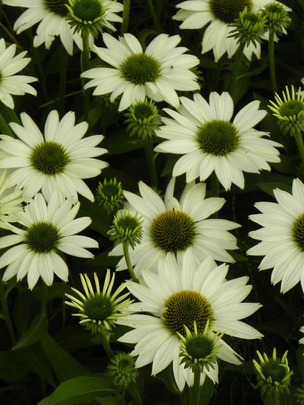 Echinacea x ‘Kismet White’