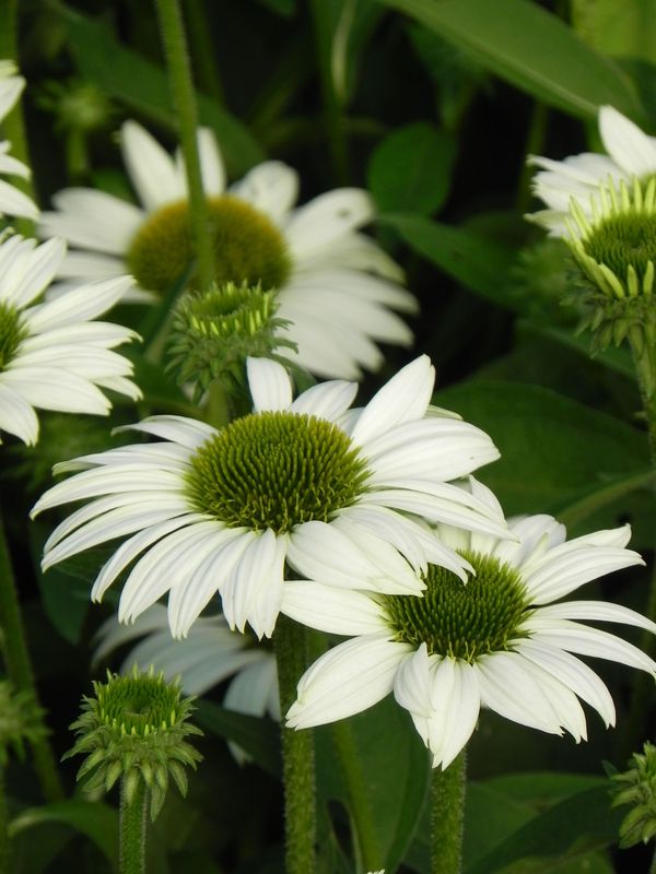 Echinacea x ‘Kismet White’