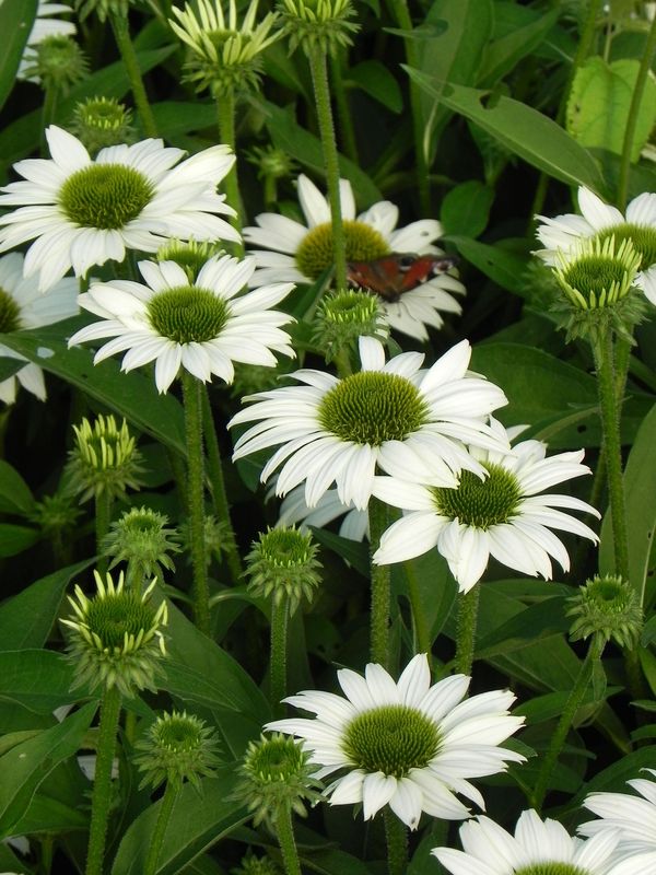 Echinacea x ‘Kismet White’