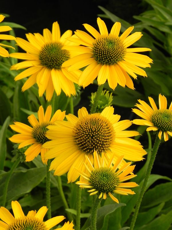 Echinacea x ‘Kismet Yellow’
