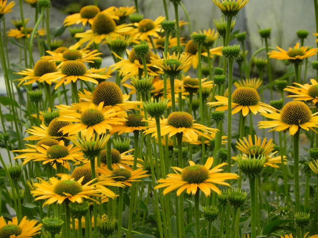 Echinacea x ‘Kismet Yellow’