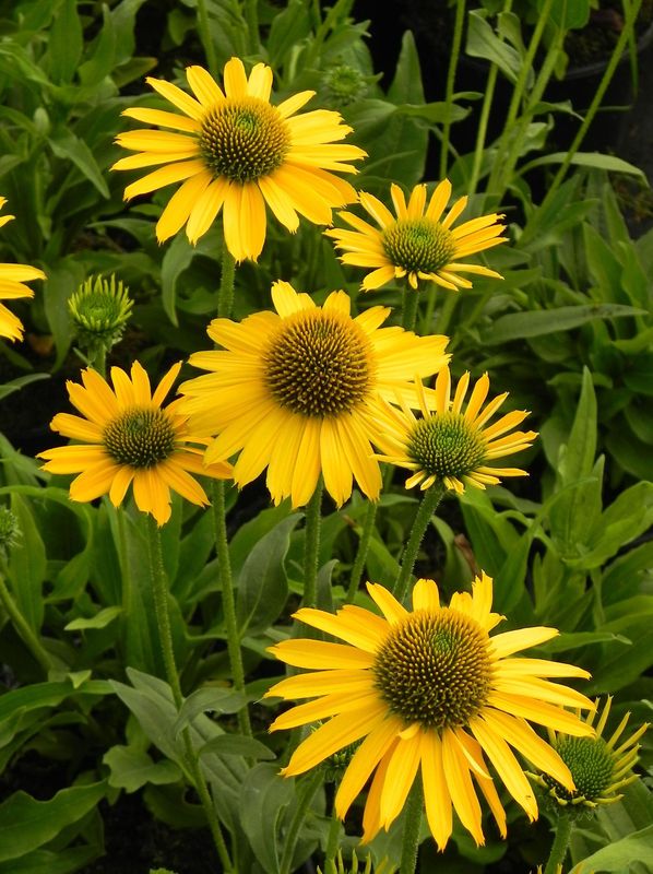 Echinacea x ‘Kismet Yellow’