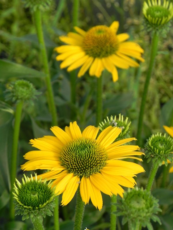 Echinacea x ‘Kismet Yellow’
