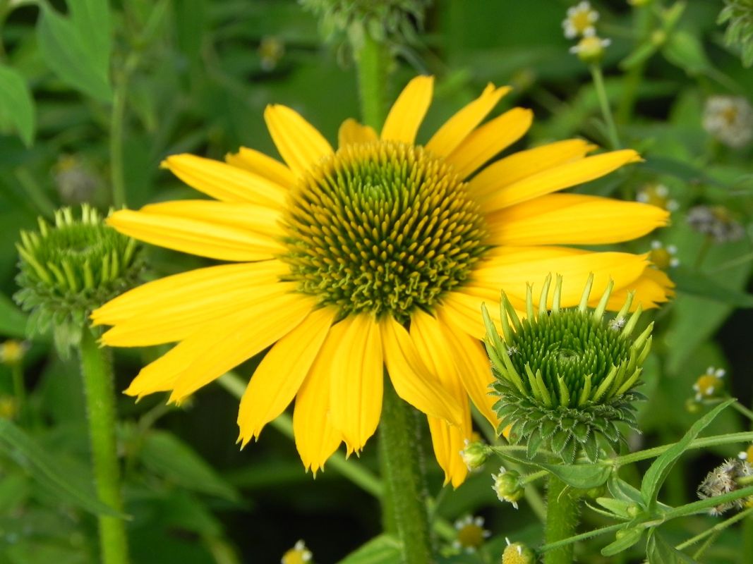Echinacea x ‘Kismet Yellow’
