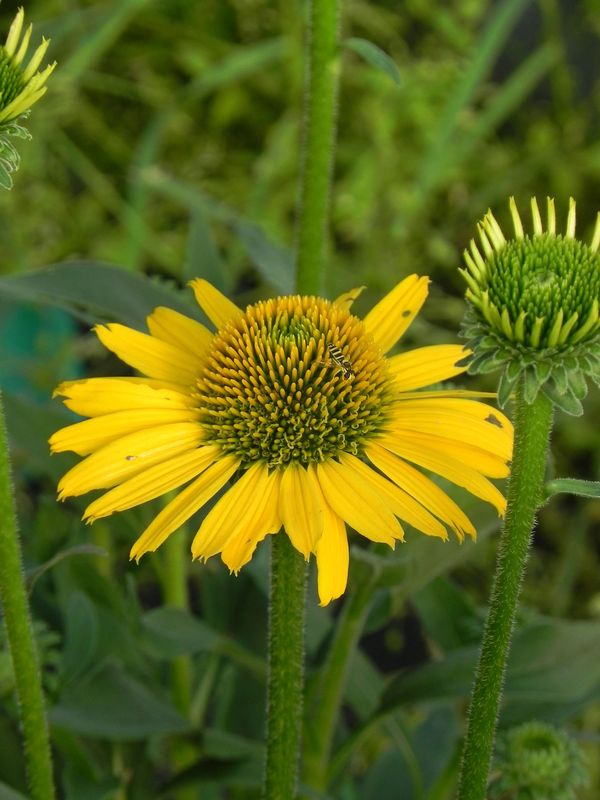 Echinacea x ‘Kismet Yellow’