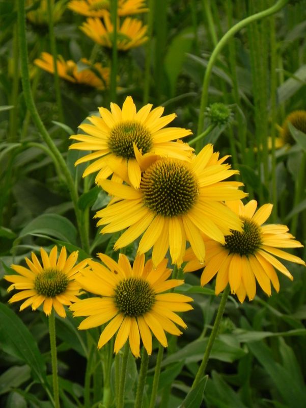 Echinacea x ‘Kismet Yellow’