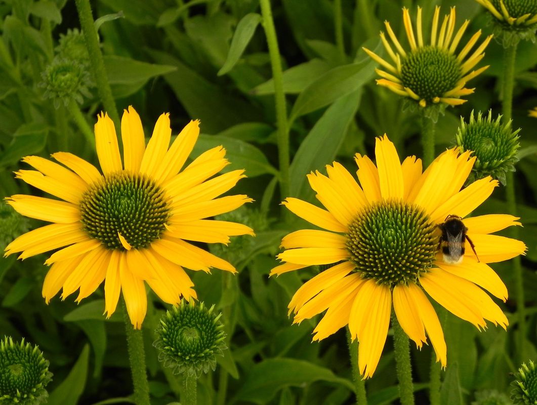 Echinacea x ‘Kismet Yellow’