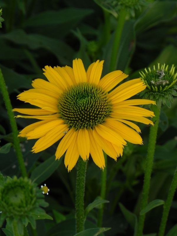 Echinacea x ‘Kismet Yellow’