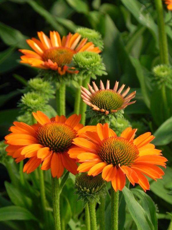 Echinacea x ‘Prima Saffron’