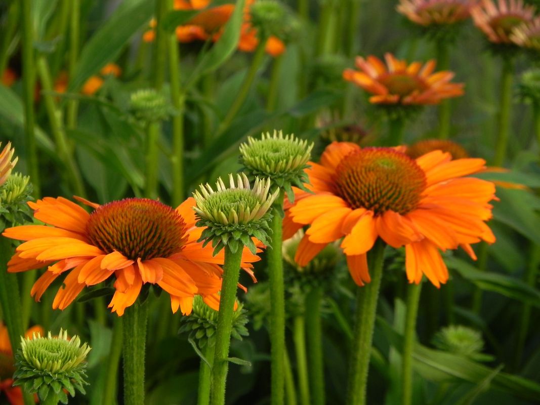 Echinacea x ‘Prima Saffron’