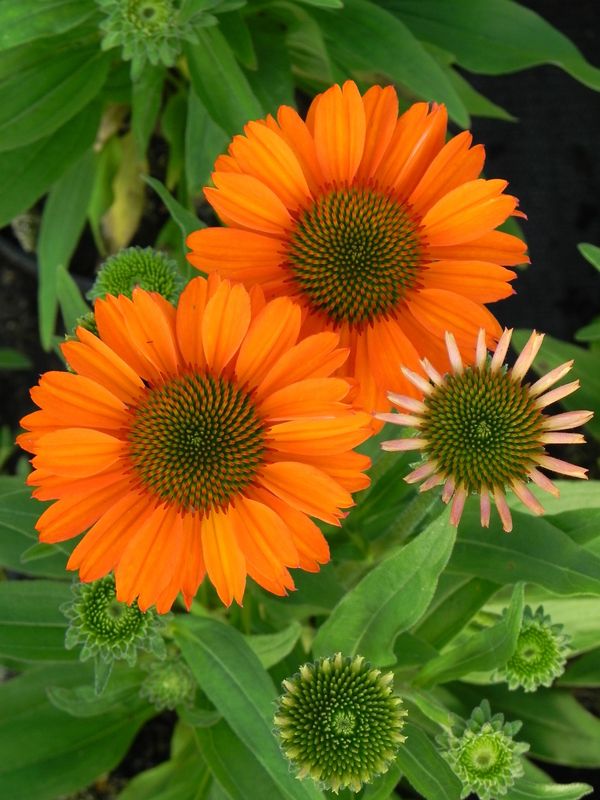 Echinacea x ‘Prima Saffron’