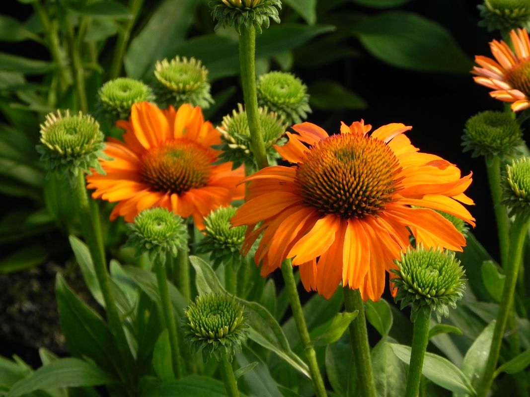 Echinacea x ‘Prima Saffron’