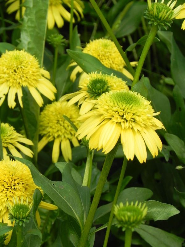 Echinacea x ‘Sunny Days Lemon’