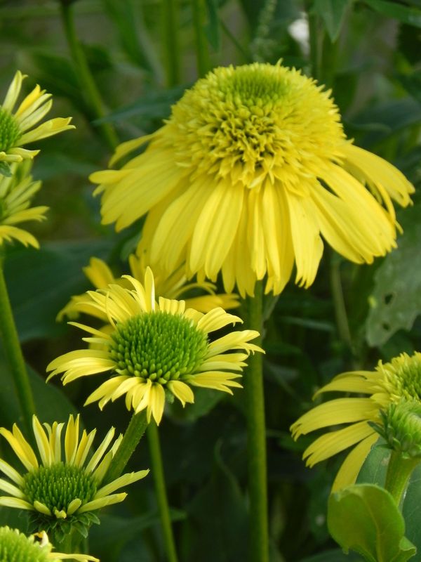 Echinacea x ‘Sunny Days Lemon’