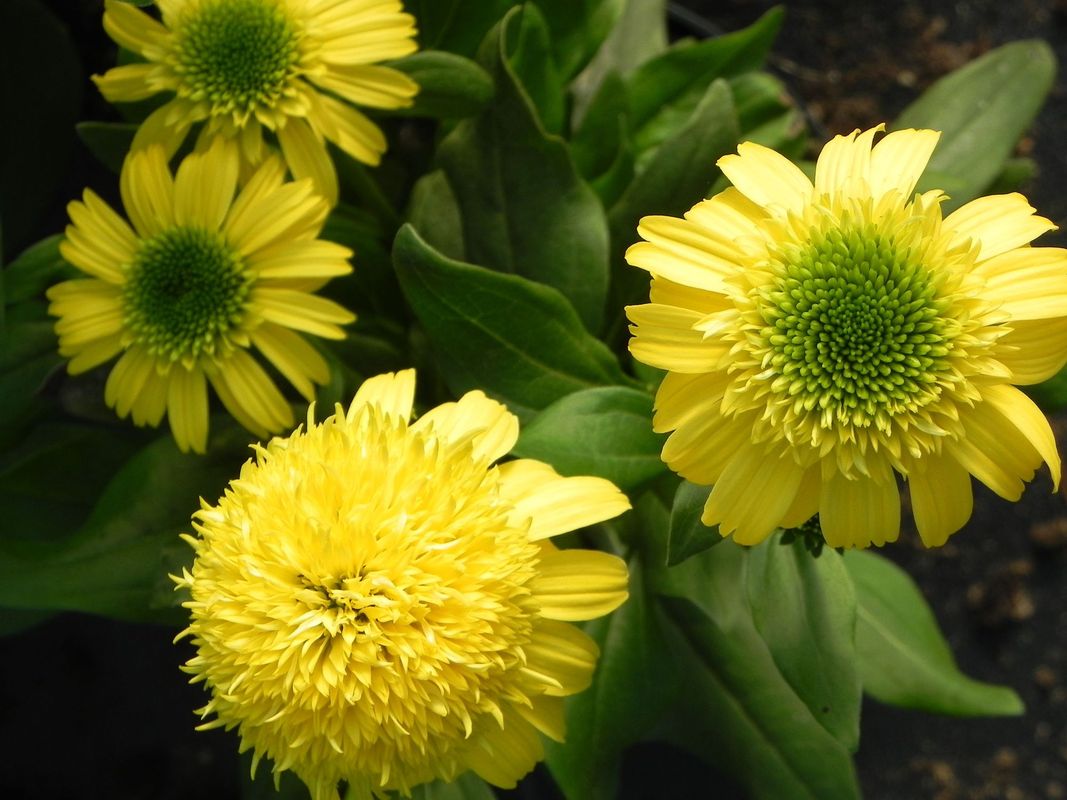 Echinacea x ‘Sunny Days Lemon’