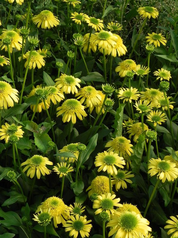 Echinacea x ‘Sunny Days Lemon’