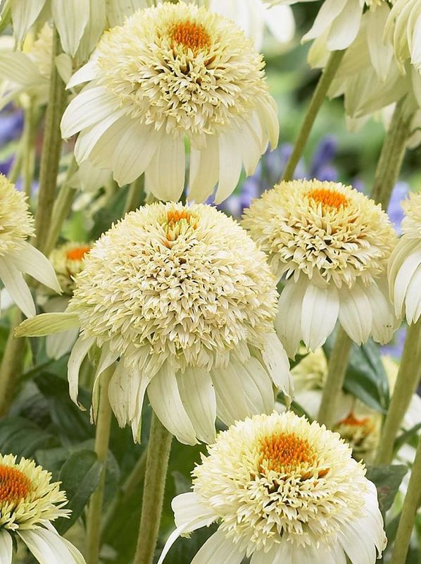 Echinacea x ‘Milkshake’