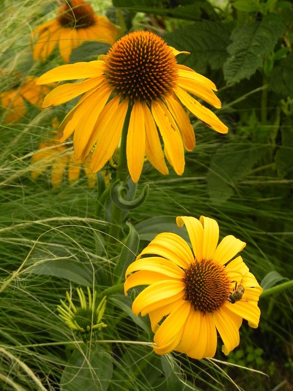 Echinacea x ‘Honey Skipper’