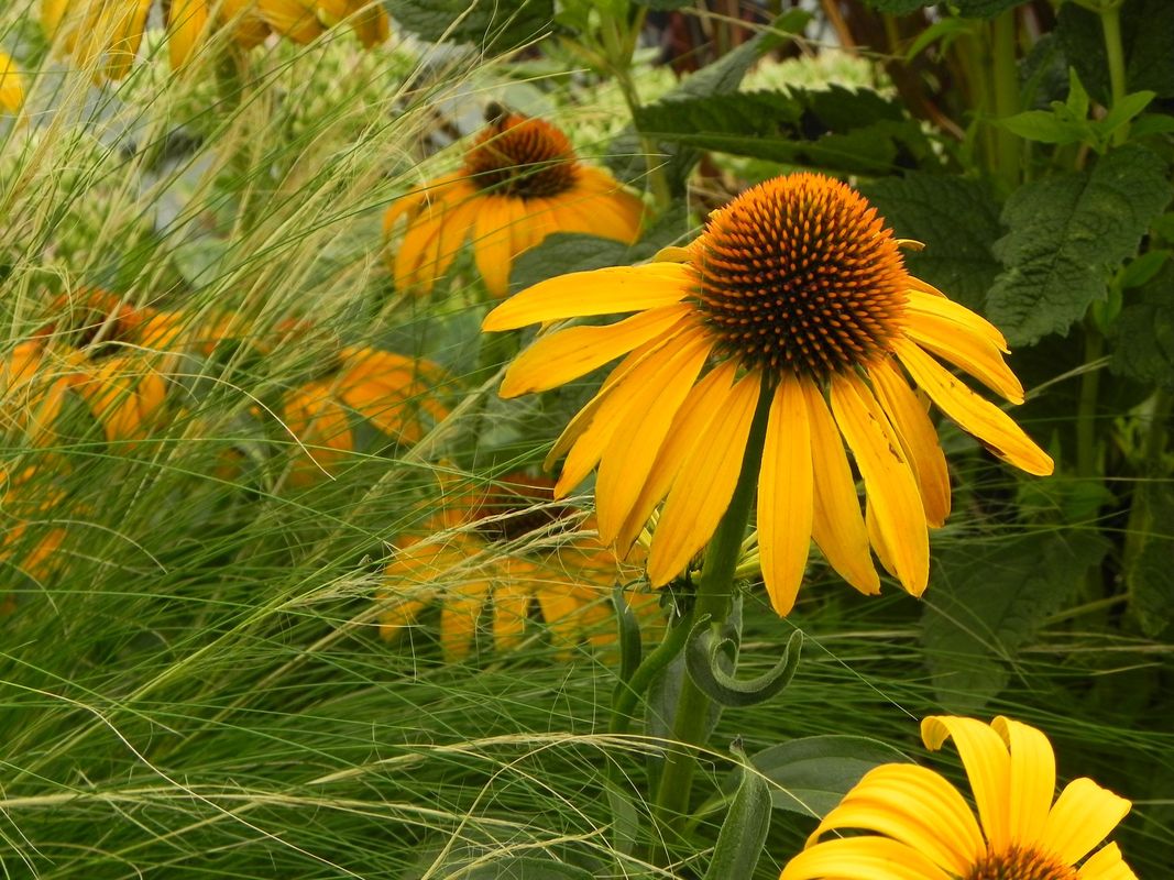 Echinacea x ‘Honey Skipper’