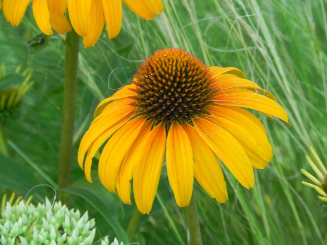Echinacea x ‘Honey Skipper’