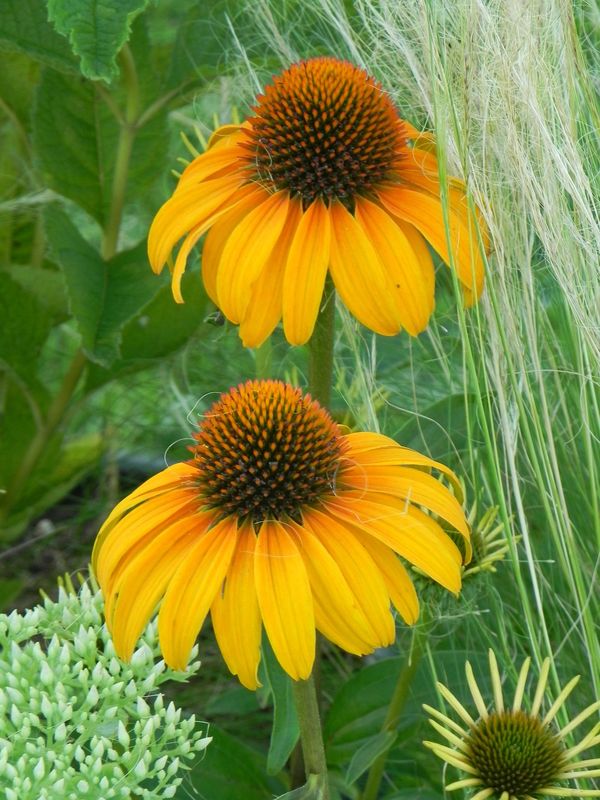 Echinacea x ‘Honey Skipper’