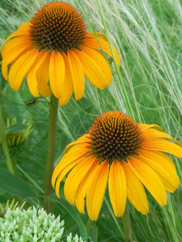 Echinacea x ‘Honey Skipper’