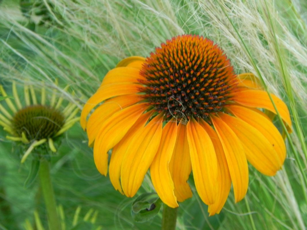Echinacea x ‘Honey Skipper’