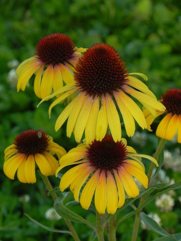 Echinacea x ‘Rainbow Yellow’