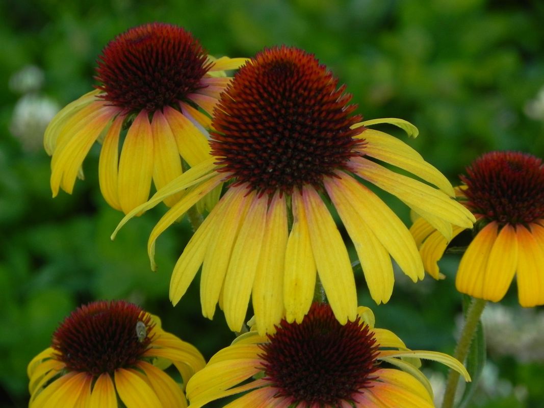 Echinacea x ‘Rainbow Yellow’