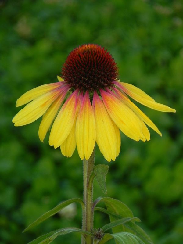 Echinacea x ‘Rainbow Yellow’