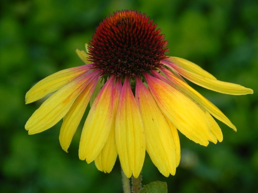 Echinacea x ‘Rainbow Yellow’