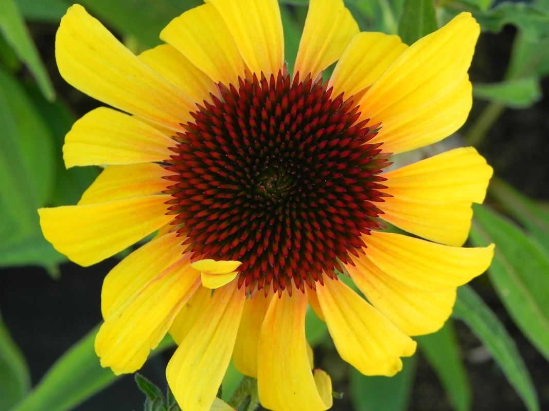Echinacea x ‘Rainbow Yellow’