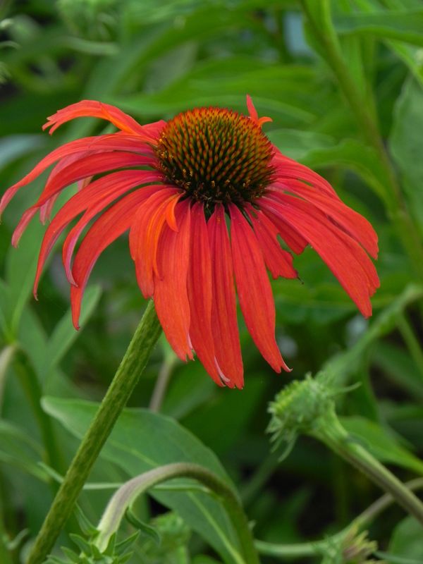 Echinacea x ‘Tomato Soup’