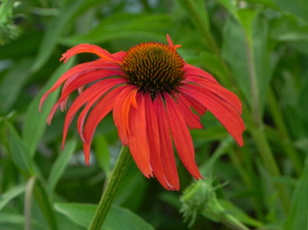 Echinacea x ‘Tomato Soup’