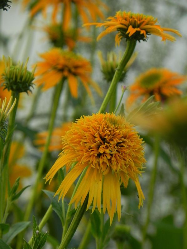 Echinacea x ‘Secret Glow’
