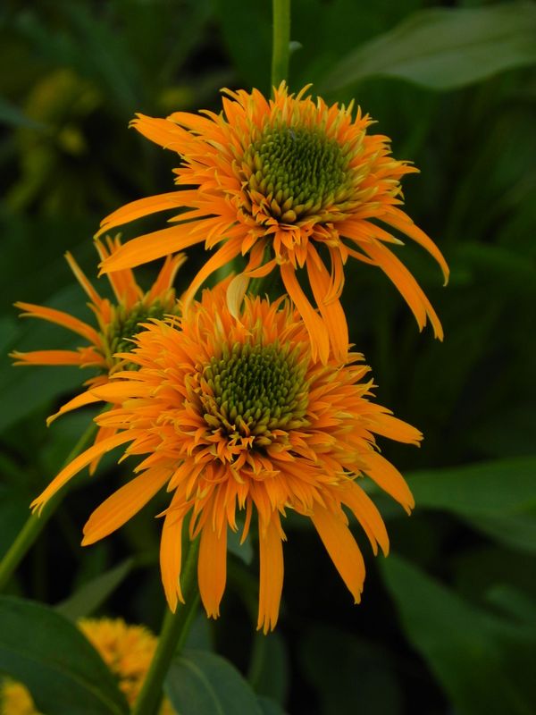 Echinacea x ‘Secret Glow’