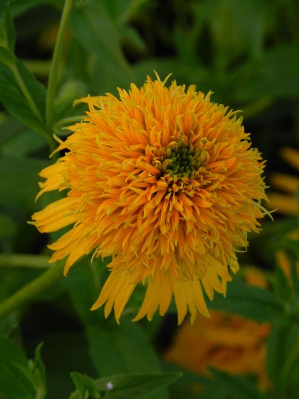 Echinacea x ‘Secret Glow’