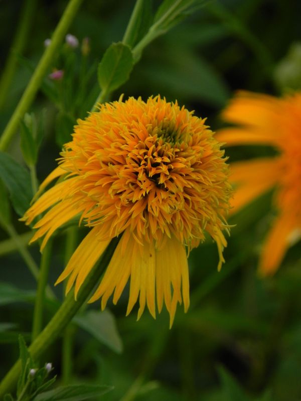 Echinacea x ‘Secret Glow’
