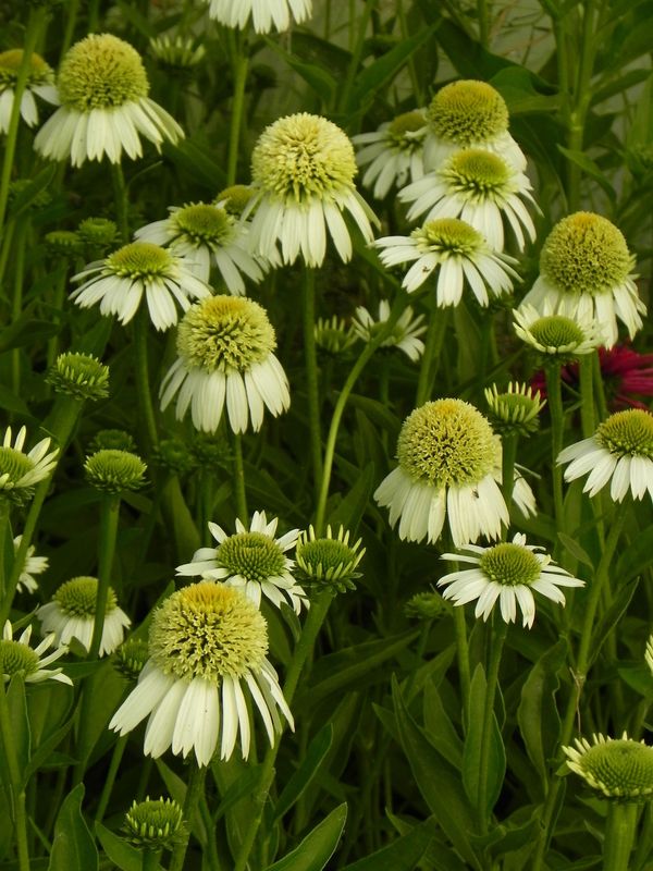Echinacea x ‘Delicious Ice’
