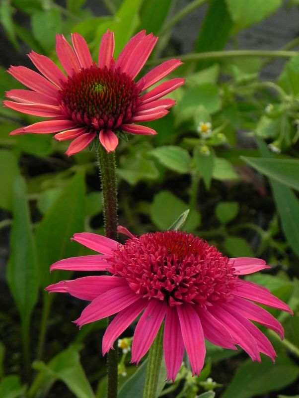 Echinacea x ‘Giddy Pink’