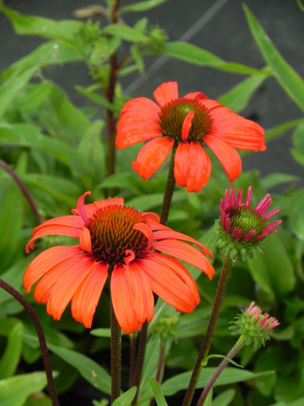 Echinacea x ‘Kismet® Intense Orange’