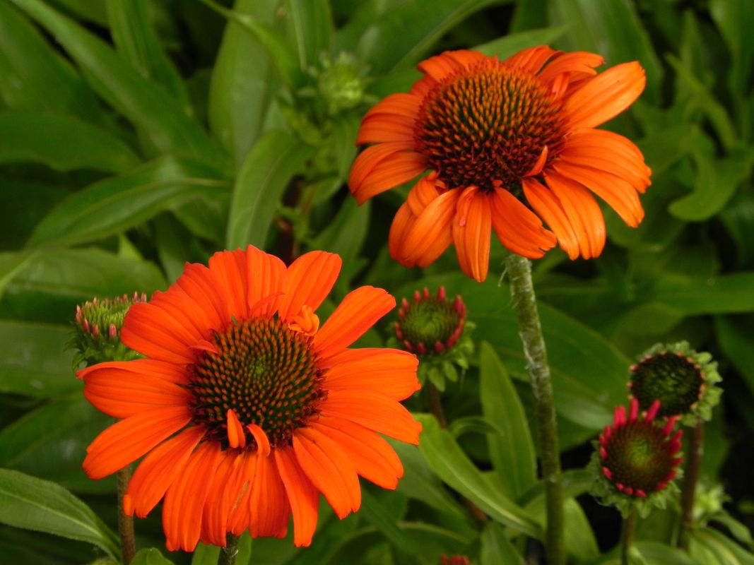 Echinacea x ‘Kismet® Intense Orange’