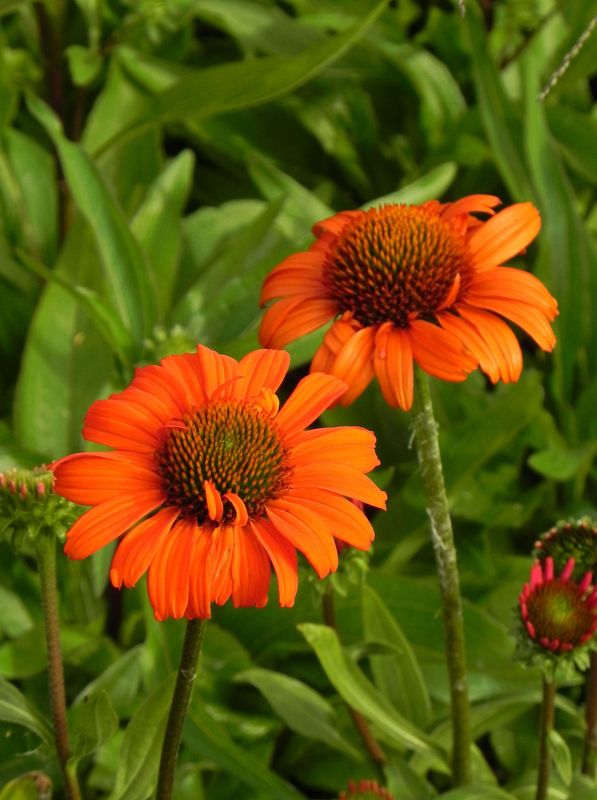 Echinacea x ‘Kismet® Intense Orange’