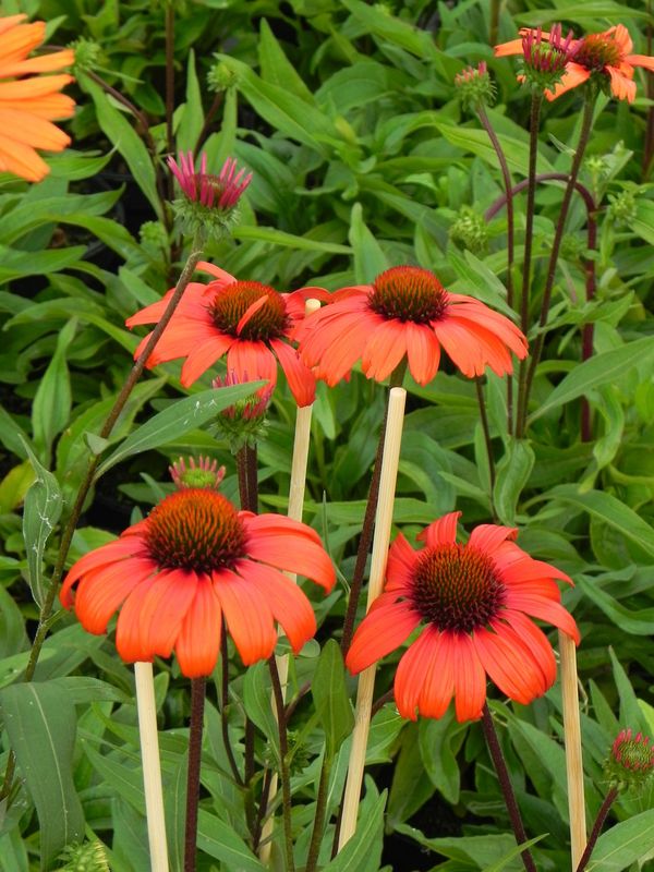 Echinacea x ‘Kismet® Intense Orange’