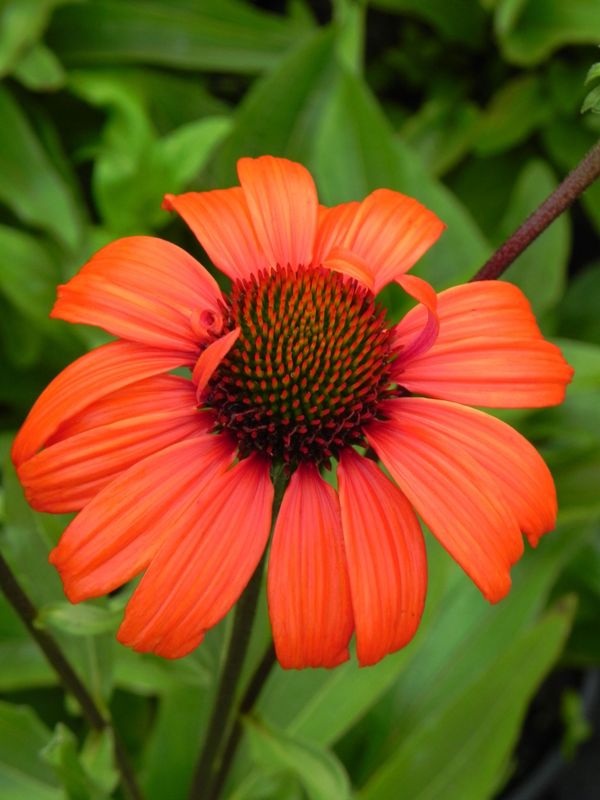 Echinacea x ‘Kismet® Intense Orange’