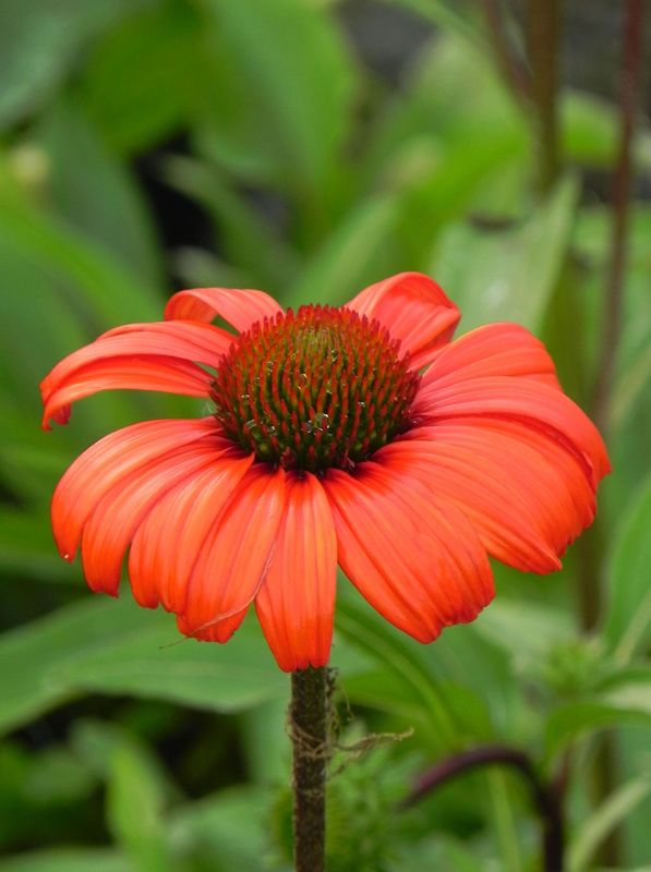 Echinacea x ‘Kismet® Intense Orange’