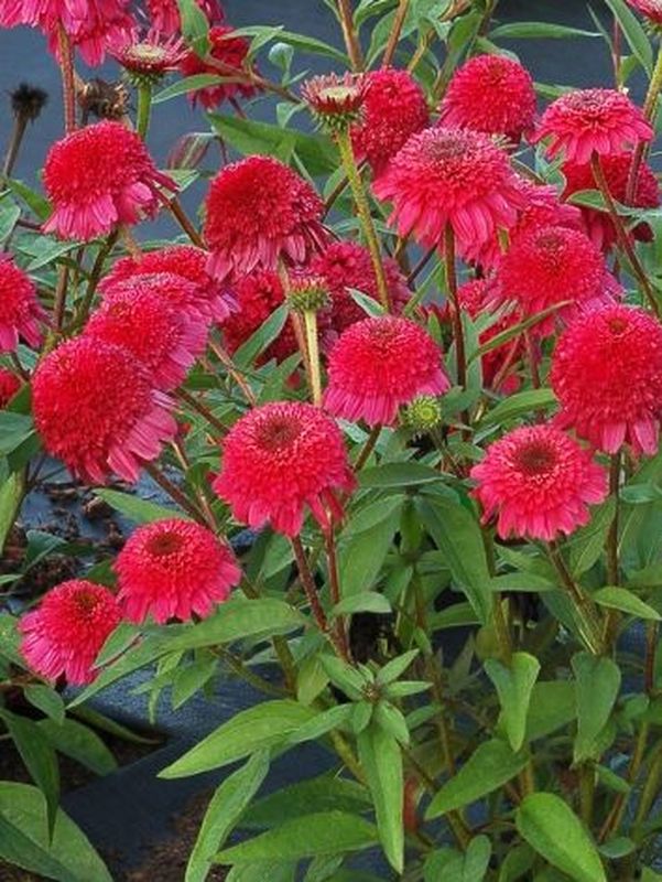 Echinacea x ‘Kismet® Passo Doble Fuchsia’
