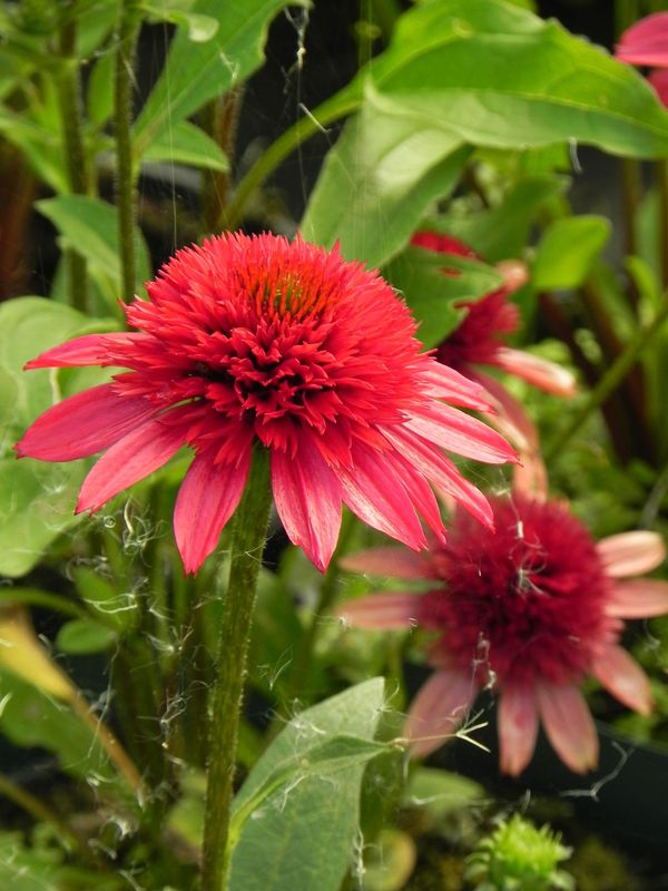 Echinacea x ‘Sunny Days™ Ruby’
